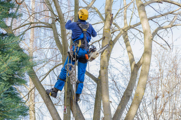 Best Tree Risk Assessment  in Roland, IA